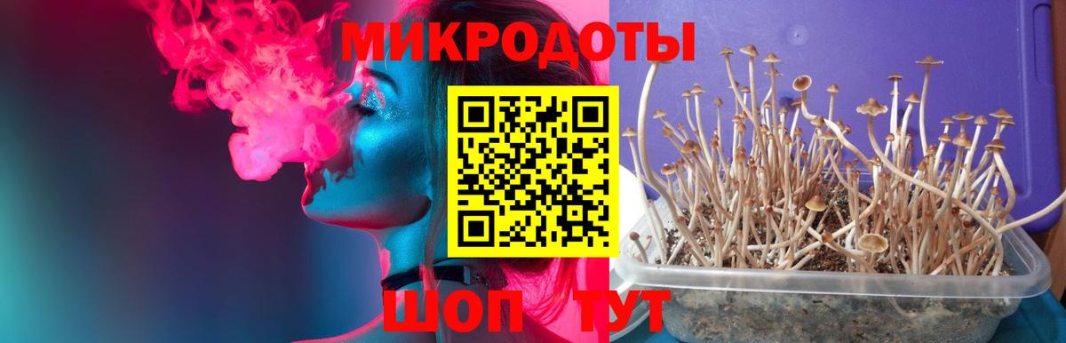 Псилоцибиновые грибы Psilocybe Маркс